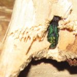 Emerald Ash Borer discovered in wood