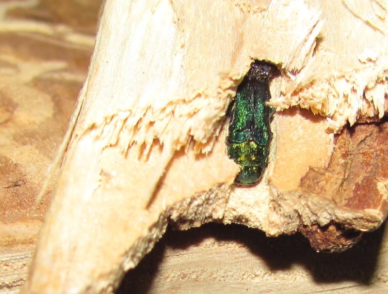 Emerald Ash Borer discovered in wood