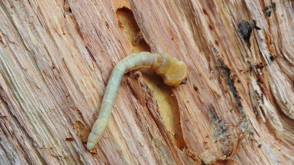 Longicorn beetle larvae