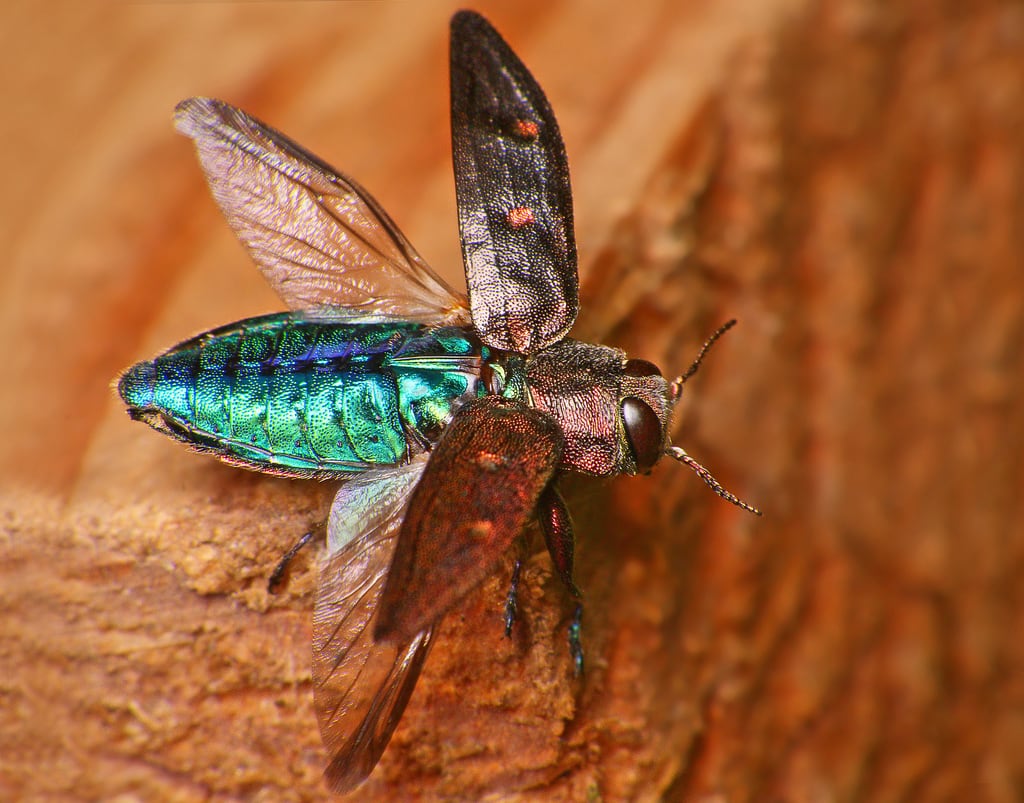Wood Boring Beetle Chrysobothris affinis